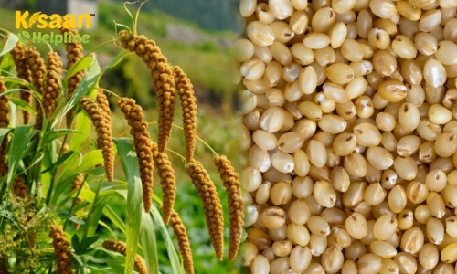 Foxtail Millet (फॉक्सटेल बाजरा)